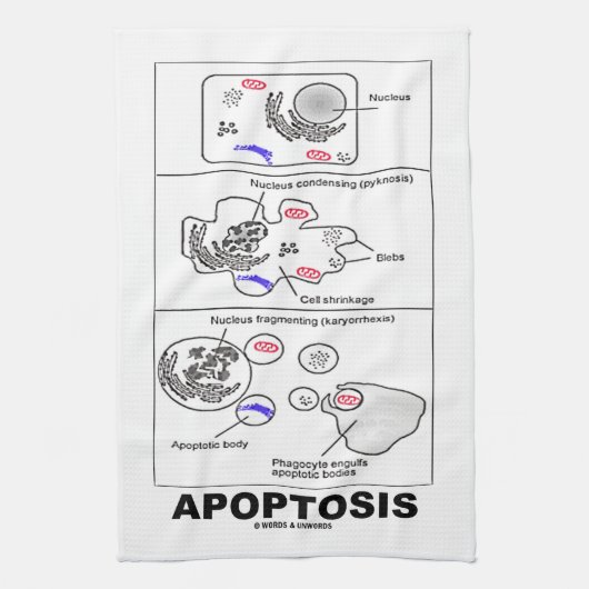 Apoptosis Biologie programmierter Zelltod Küchentuch (Vertikal)