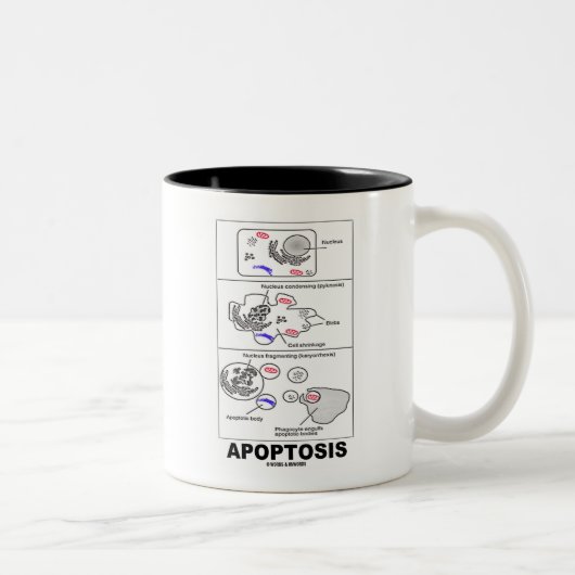 Apoptosis (Biologie-Zelltod) Zweifarbige Tasse (Rechts)