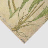 Apotheker Decoupage Gewebe Seidenpapier (Detail)