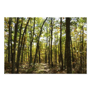 Appalachen-Pfad im Oktober in Shenandoah Fotodruck