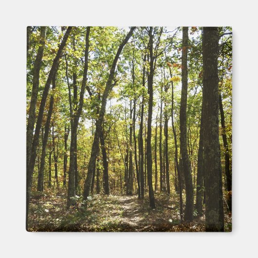 Appalachen-Pfad im Oktober in Shenandoah Magnet (Vorne)