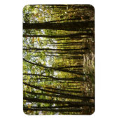 Appalachen-Pfad im Oktober in Shenandoah Magnet (Vertikal)