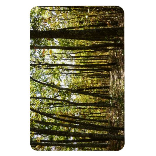 Appalachen-Pfad im Oktober in Shenandoah Magnet (Vertikal)