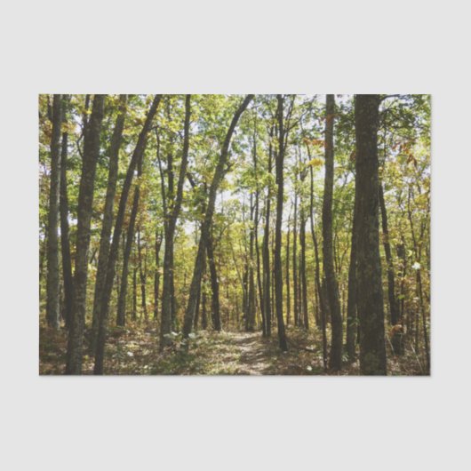 Appalachen-Pfad im Oktober in Shenandoah Seidenpapier (Vorderseite)