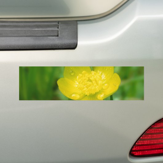 Appalachian Buttercup Autoaufkleber (Auf Auto)