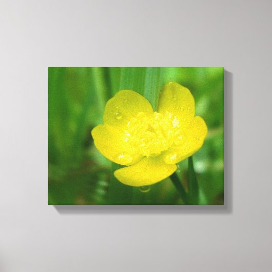 Appalachian Buttercup Canvas Print Leinwanddruck (Vorderseite)
