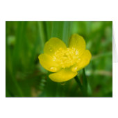 Appalachian Buttercup Card (Vorderseite (Horizontal))