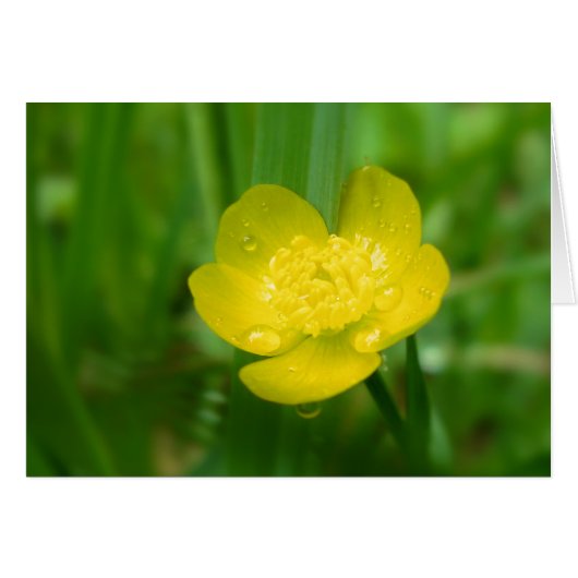 Appalachian Buttercup Card (Vorderseite (Horizontal))