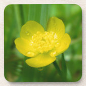 Appalachian Buttercup Cork Untersetzer (Vorderseite)