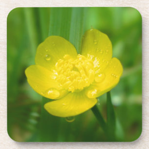 Appalachian Buttercup Cork Untersetzer