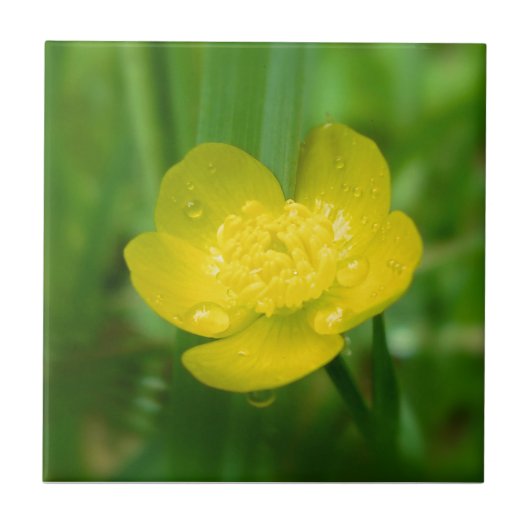 Appalachian Buttercup Decorative Tile Fliese (Vorderseite)
