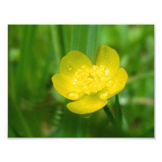 Appalachian Buttercup Foto drucken (Vorne)