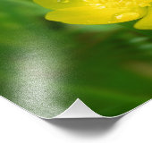 Appalachian Buttercup Foto drucken (Ecke)