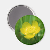 Appalachian Buttercup Magnet (Vorderseite/Rückseite)