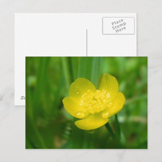 Appalachian Buttercup Postkarte (Vorne/Hinten)