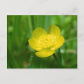 Appalachian Buttercup Postkarte (Vorderseite)