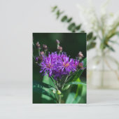 Appalachian Ironweed Lila Wildblume Postkarte (Stehend Vorderseite)