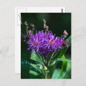 Appalachian Ironweed Lila Wildblume Postkarte (Vorne/Hinten)