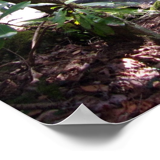 Appalachian Trail bridge, Laurel Fork Tennessee Poster (Ecke)