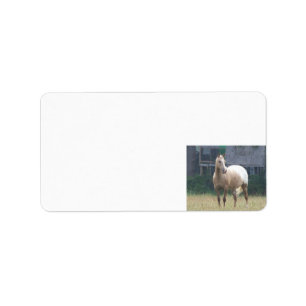 Appaloosa Adressaufkleber