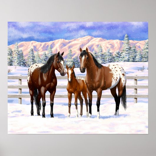 Appaloosa brauner Bucht Pferde im Schnee Poster (Vorne)