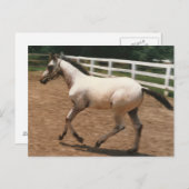 Appaloosa / Colorado Ranger Colt Postkarte (Vorne/Hinten)
