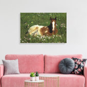 Appaloosa Foal in Blume Leinwanddruck (Insitu (Wohnzimmer))