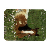 Appaloosa Foal in Blume Magnet (Horizontal)