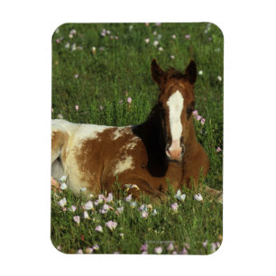 Appaloosa Foal in Blume Magnet