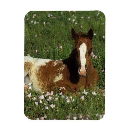 Appaloosa Foal in Blume Magnet (Vertikal)