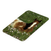 Appaloosa Foal in Blume Magnet (Linke Seite)