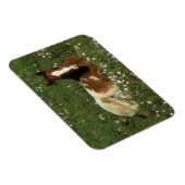 Appaloosa Foal in Blume Magnet (Rechte Seite)