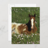 Appaloosa Foal in Blume Postkarte (Vorne/Hinten)