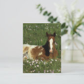 Appaloosa Foal in Blume Postkarte (Stehend Vorderseite)