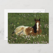 Appaloosa Foal in Blume Postkarte (Vorne/Hinten)