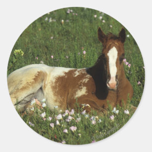 Appaloosa Foal in Blume Runder Aufkleber
