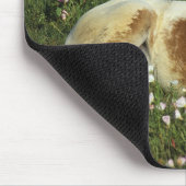 Appaloosa-Fohlen, das in den Blumen niederlegt Mousepad (Ecke)