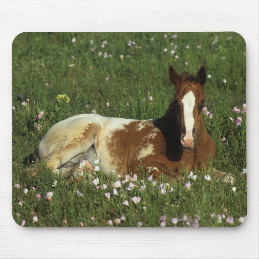 Appaloosa-Fohlen, das in den Blumen niederlegt Mousepad (Vorne)