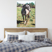 Appaloosa-Foto Leinwanddruck (Insitu (Schlafzimmer))