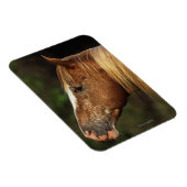 Appaloosa Horse Headshot 1 Magnet (Rechte Seite)