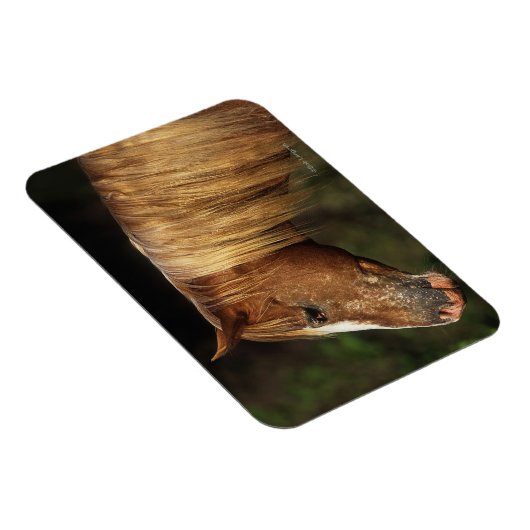 Appaloosa Horse Headshot 1 Magnet (Rechte Seite)