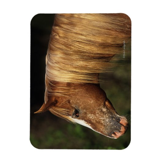 Appaloosa Horse Headshot 1 Magnet (Vertikal)