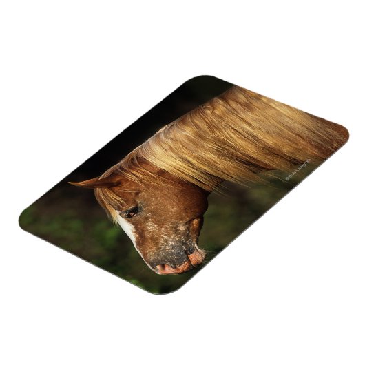 Appaloosa Horse Headshot 1 Magnet (Linke Seite)