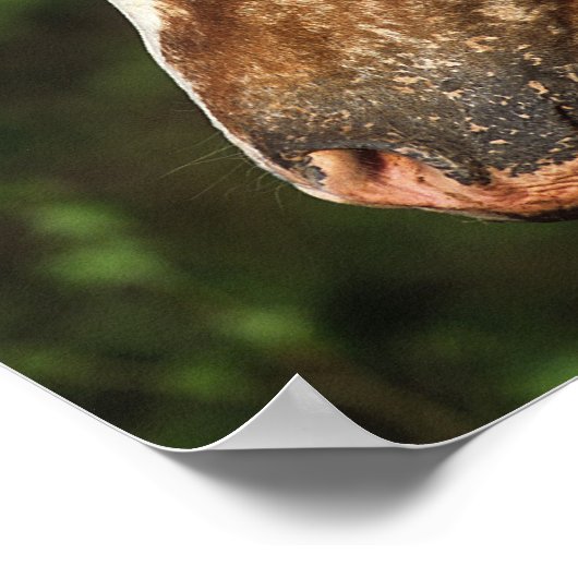 Appaloosa Horse Headshot 1 Poster (Ecke)