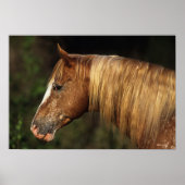 Appaloosa Horse Headshot 1 Poster (Vorne)