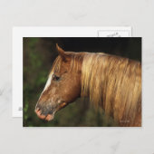 Appaloosa Horse Headshot 1 Postkarte (Vorne/Hinten)