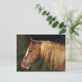 Appaloosa Horse Headshot 1 Postkarte (Stehend Vorderseite)