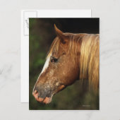 Appaloosa Horse Headshot 1 Postkarte (Vorne/Hinten)