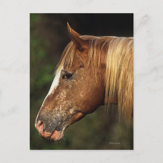 Appaloosa Horse Headshot 1 Postkarte (Vorderseite)