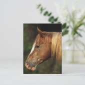 Appaloosa Horse Headshot 1 Postkarte (Stehend Vorderseite)